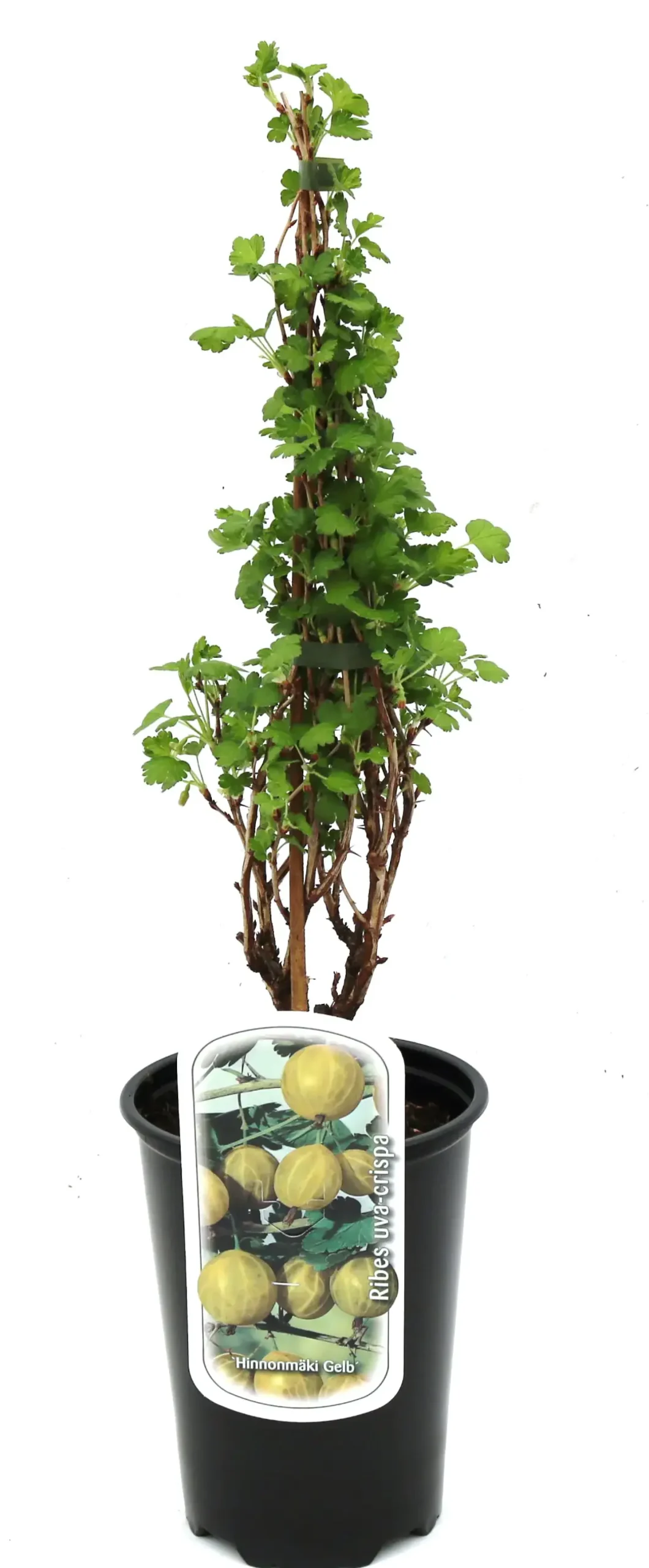 Beerenobst Stachelbeere 3 L Container
