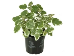 Beet- und Balkonpflanzen Weihrauch Plectranthus H ca. 20 cm 10,5 cm Topf