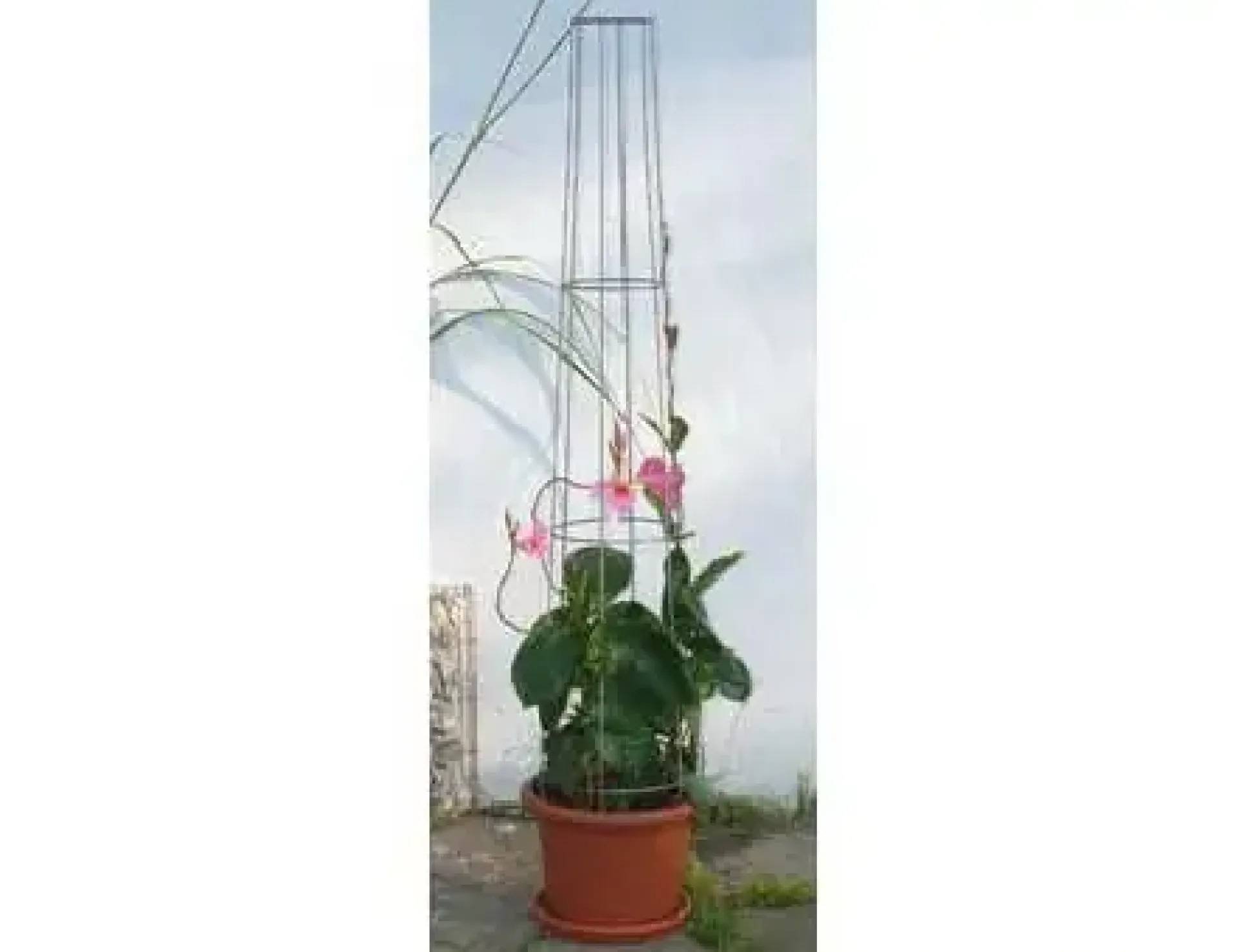 Bellissa Ranksäule Aktion 130cm 130 cm hoch