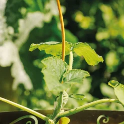 Bellissa Tomatenspirale COLORATA 110, 4 x 4 x 110 cm, honig