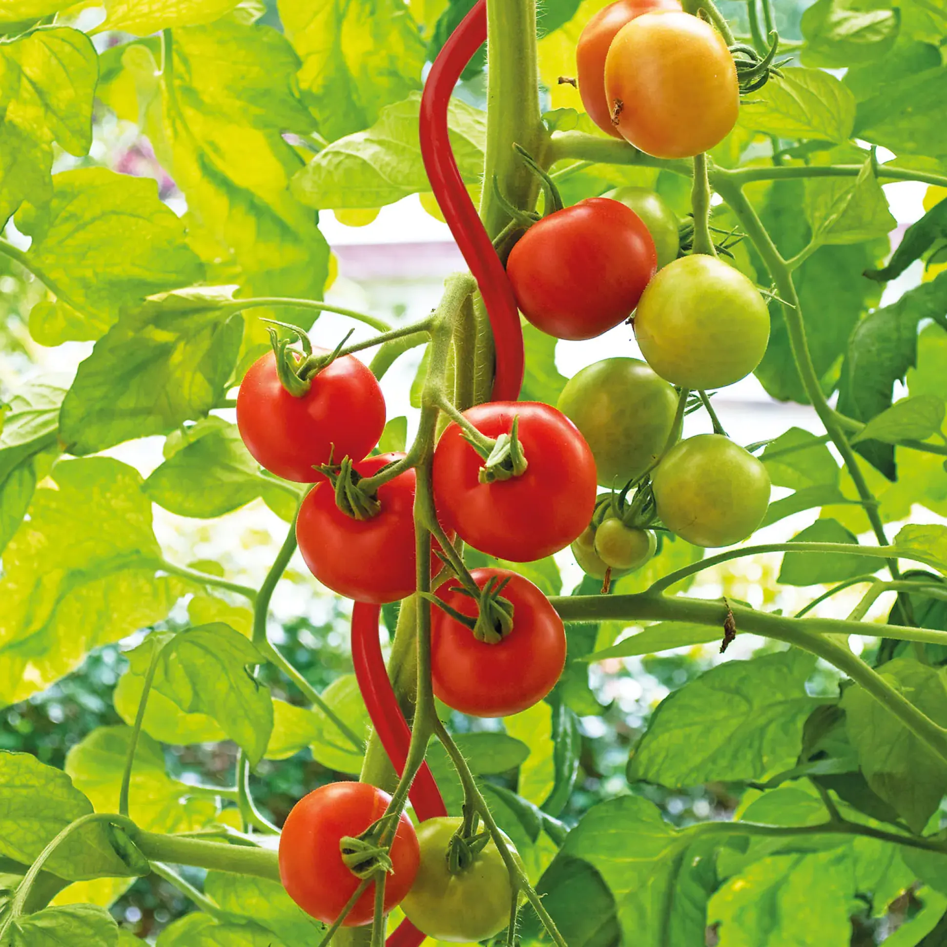 Bellissa Tomatenspirale COLORATA 110, 4 x 4 x 110 cm, rot