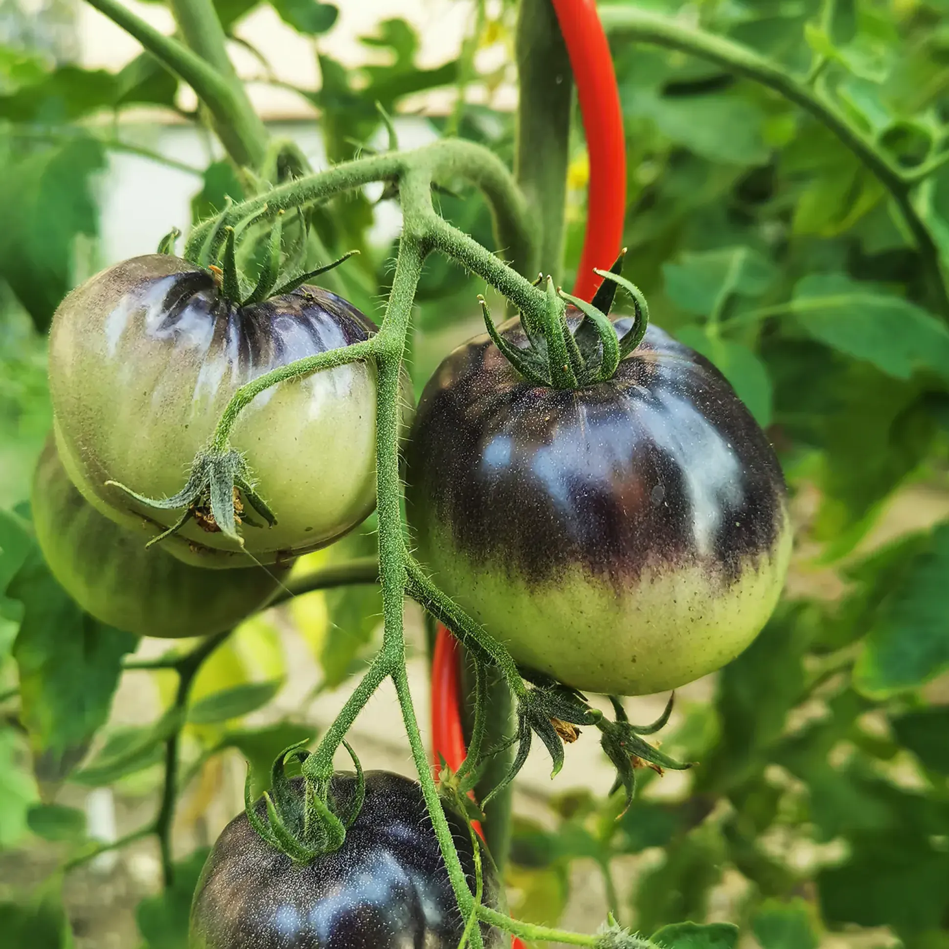 Bellissa Tomatenspirale COLORATA 110, 4 x 4 x 110 cm, rot