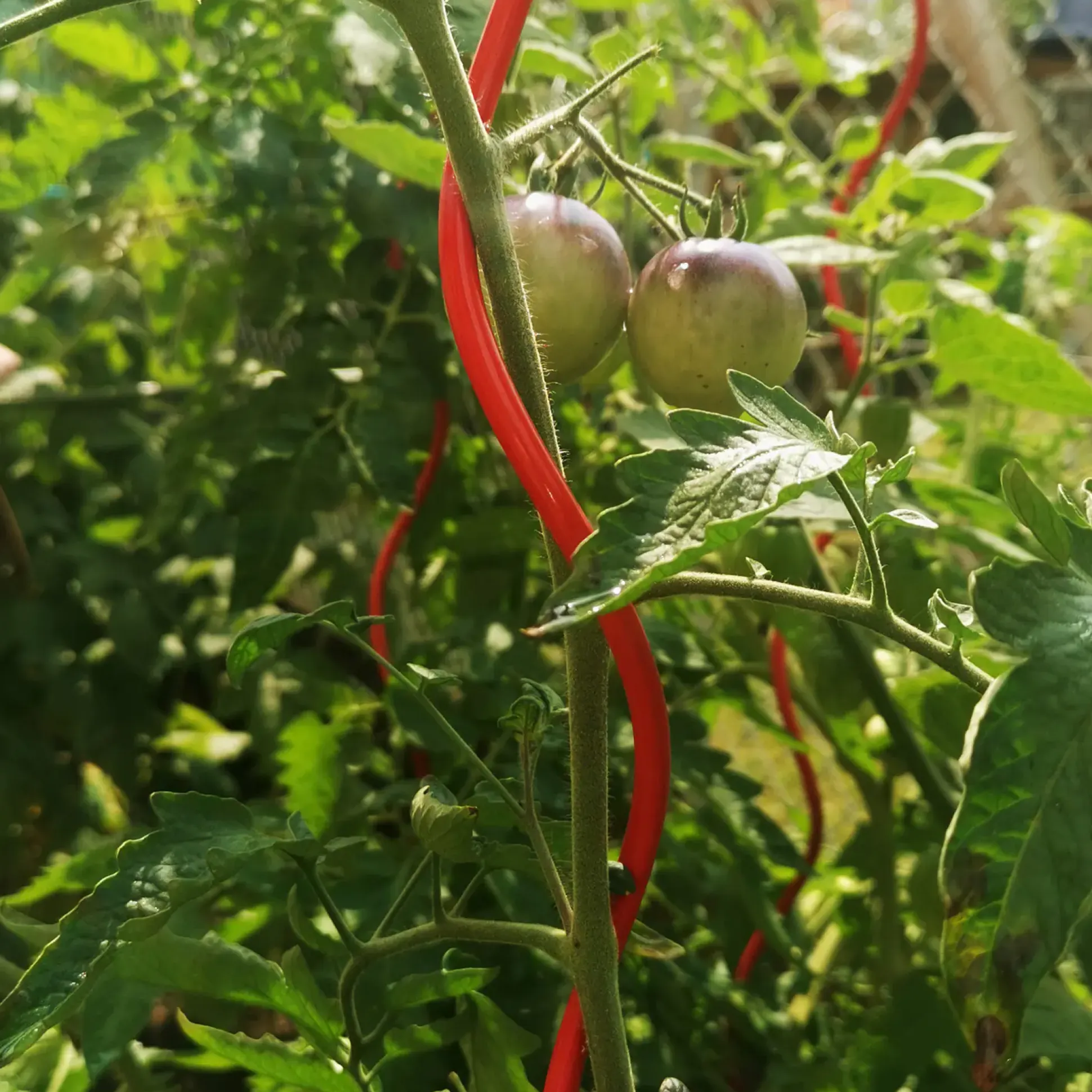 Bellissa Tomatenspirale COLORATA 110, 4 x 4 x 110 cm, rot