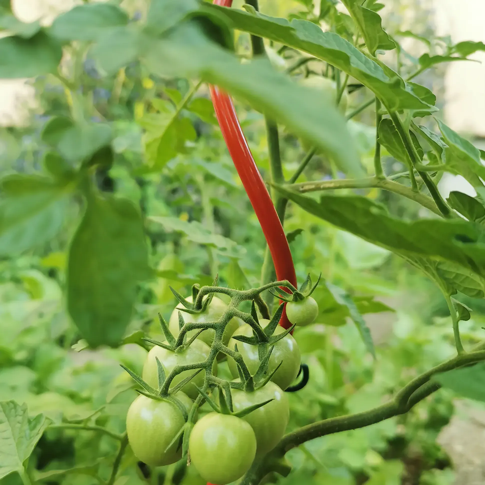 Bellissa Tomatenspirale COLORATA 110, 4 x 4 x 110 cm, rot