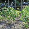 Bellissa Tomatenspiralstab 180 cm