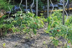Bellissa Tomatenspiralstab 180 cm