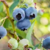 Bio Beerenobst Blaubeere Vaccinium in Sorten blau 2 L Container, 30 - 40 cm hoch