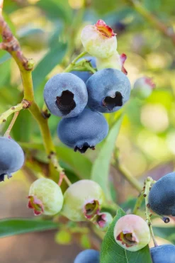 Bio Beerenobst Blaubeere Vaccinium in Sorten blau 2 L Container, 30 - 40 cm hoch