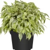 Birkenfeige Ficus Benjamina H 25 - 30 cm 12 cm Topf