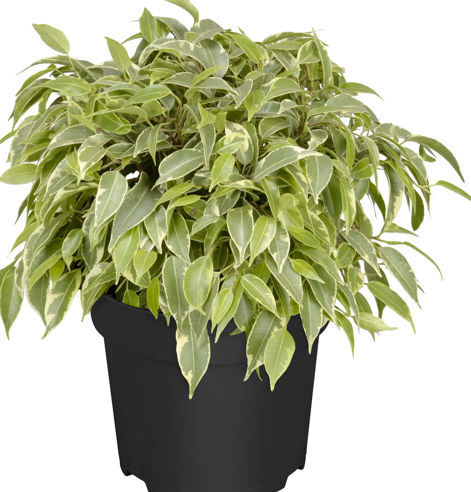 Birkenfeige Ficus Benjamina H 25 - 30 cm 12 cm Topf