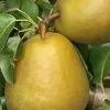 Birnenbaum Gellerts Butterbirne 7,5 L Container