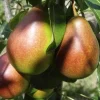 Birnenbaum Gute Luise 7,5 L Container