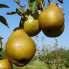 Birnenbaum Tongern 7,5 L Container