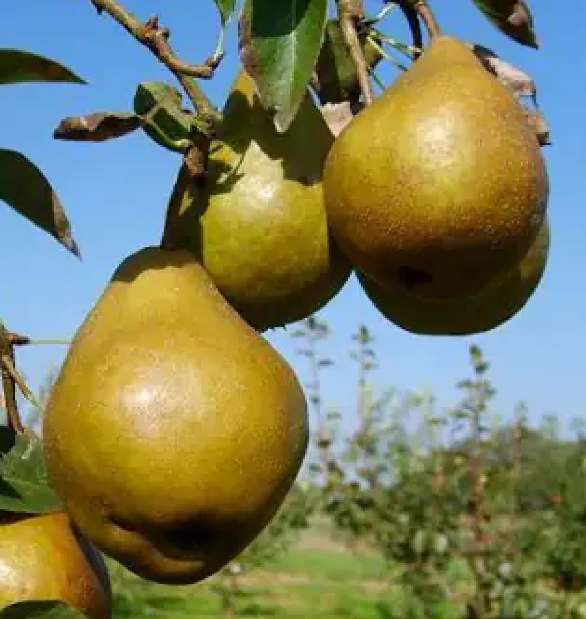 Birnenbaum Tongern 7,5 L Container