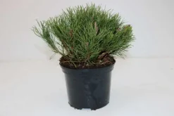 B&L Krummholz-Kiefer 20-25 cm hoch 2 L Container