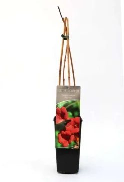 B&L Trompetenblume 40-60 cm hoch 2 L Eckcontainer, Kletterpflanze, rote Blüte