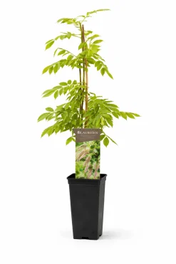 Blauregen Wisteria Rosea H ca 40 cm 2l Eckcontainer