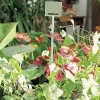 Blumenstab 70 cm