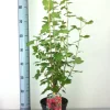 Blutjohannisbeere King Edward 3 l Container