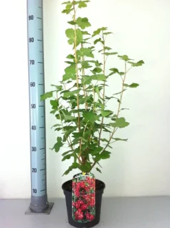 Blutjohannisbeere King Edward 3 l Container