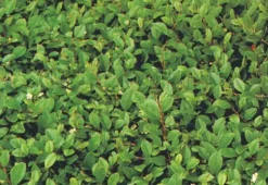 Bodendeckerpflanzen Kriechmispel Cotoneaster dammeri radicans 13c m Topf
