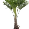 Chinesische Hanfpalme 30 cm Topf, ca. 125-140 cm hoch