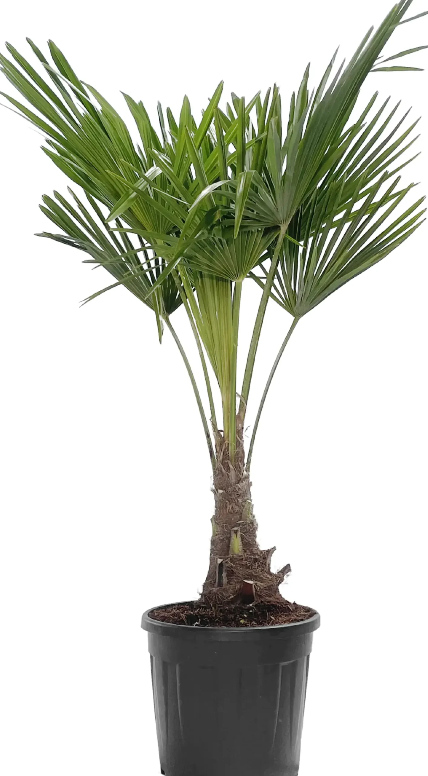 Chinesische Hanfpalme 30 cm Topf, ca. 125-140 cm hoch