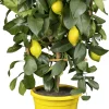 Citruspflanzen H ca 40 cm 15 cm Topf