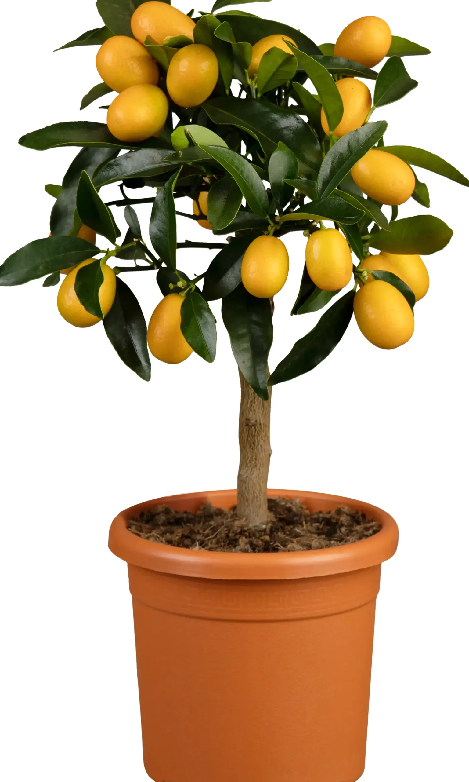 Citruspflanzen H ca 40 cm 15 cm Topf