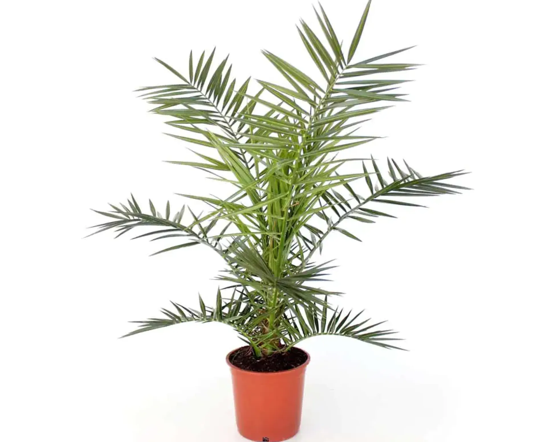 Dattelpalme Phoenix Canariensis H ca. 80-90 cm 20 cm Topf