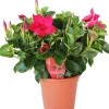 Dipladenie 14 cm Topf