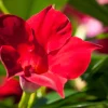 Dipladenie Mandevilla 10,5 cm Topf