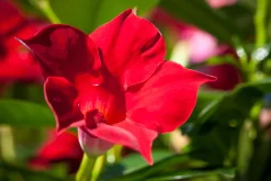 Dipladenie Mandevilla 10,5 cm Topf