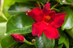 Dipladenie Mandevilla 10,5 cm Topf