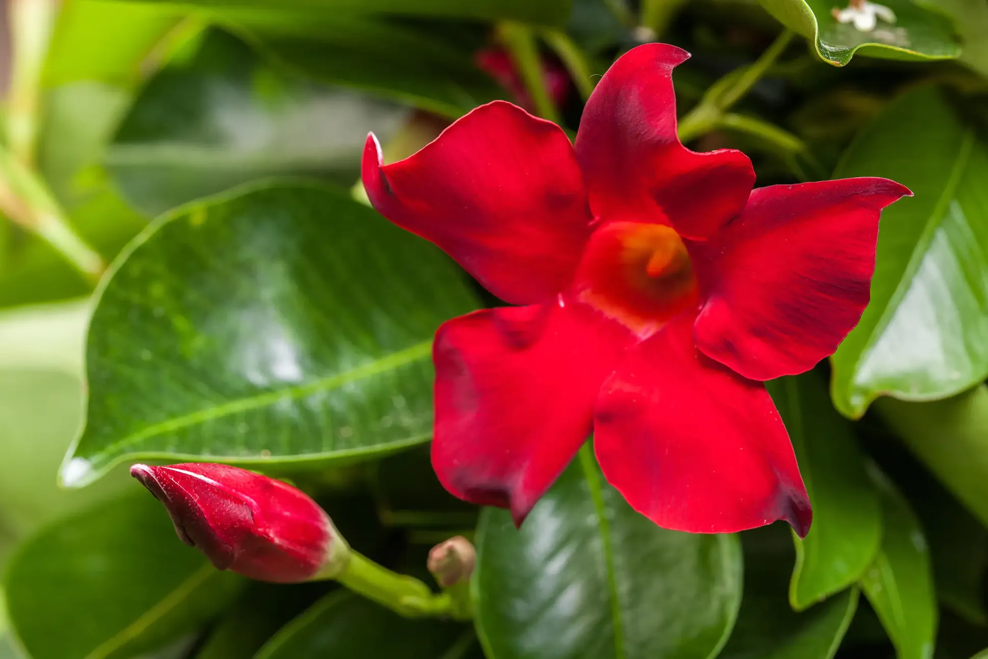 Dipladenie Mandevilla 10,5 cm Topf