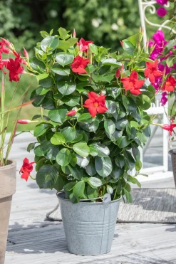 Dipladenie Mandevilla 10,5 cm Topf