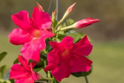 Dipladenie Mandevilla 10,5 cm Topf