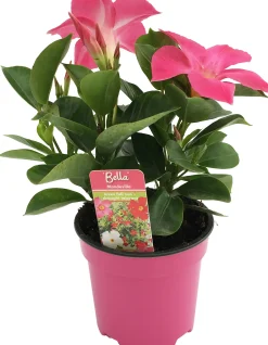 Dipladenie Mandevilla 10,5 cm Topf