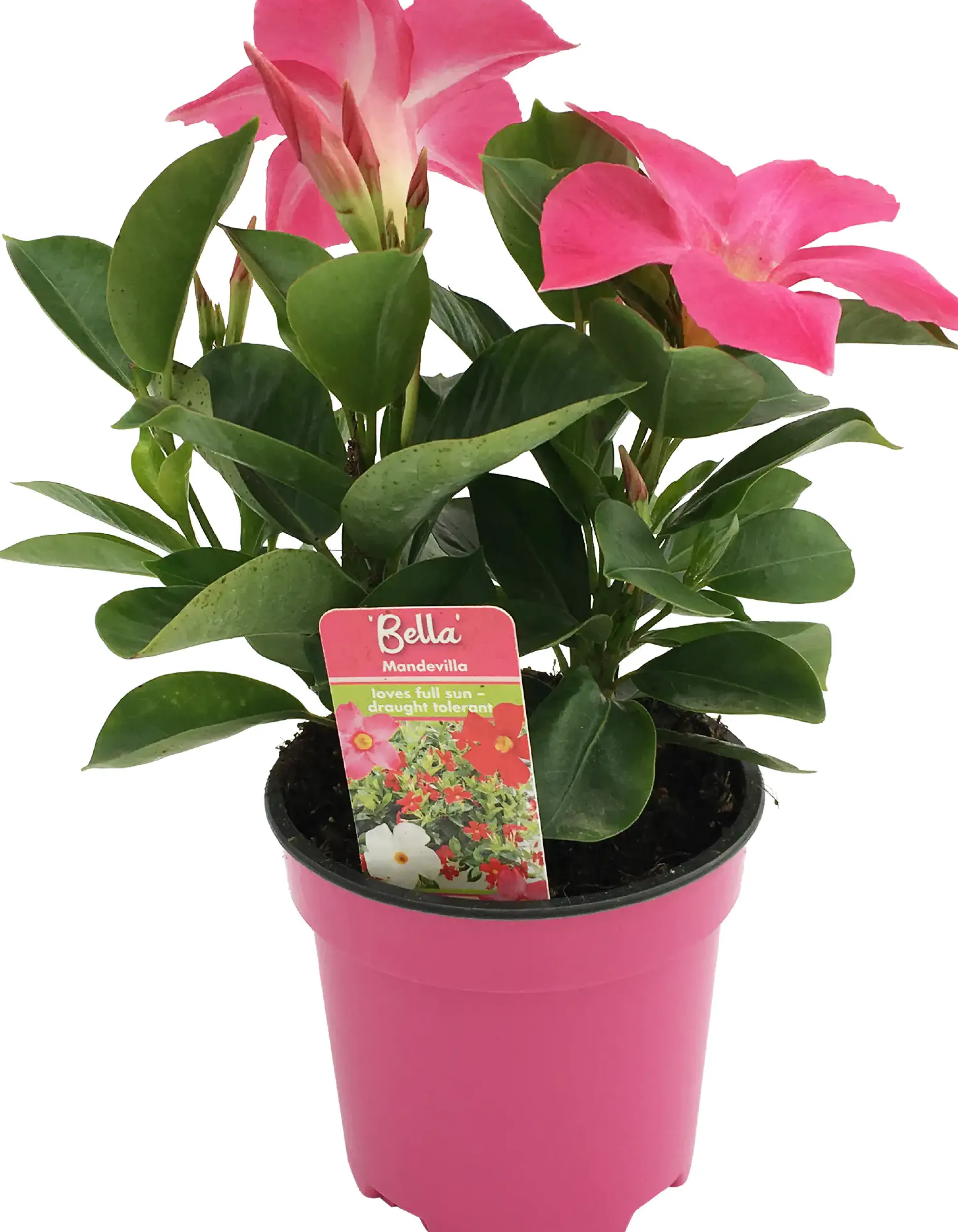 Dipladenie Mandevilla 10,5 cm Topf