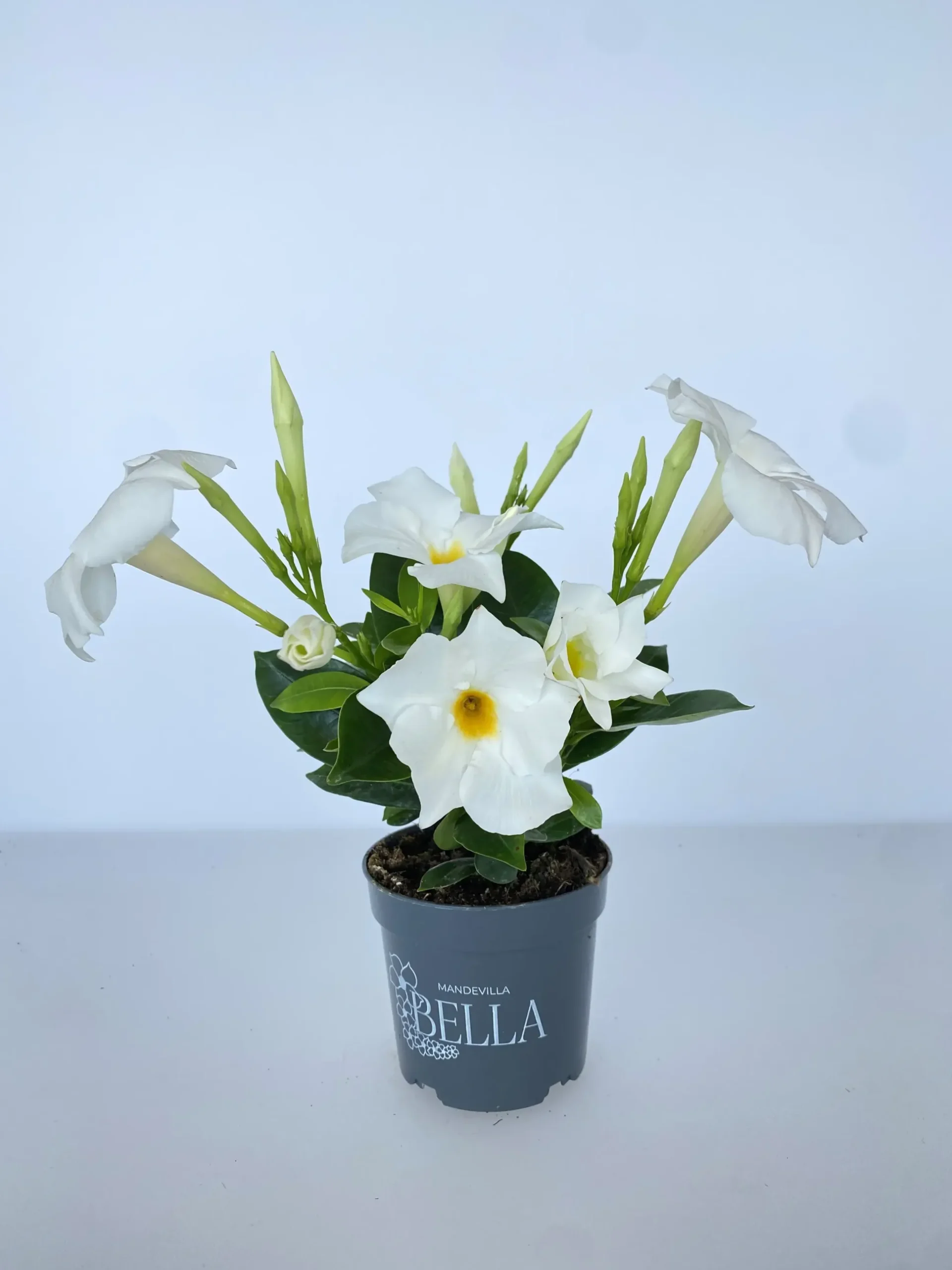 Dipladenie Mandevilla 10,5 cm Topf