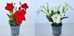Dipladenie Mandevilla 10,5 cm Topf