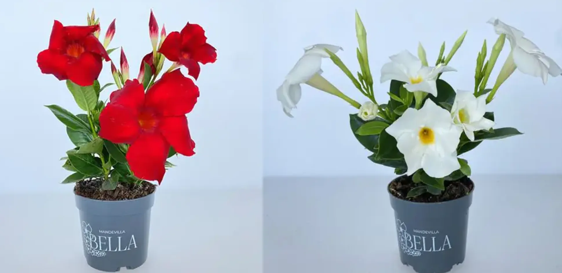 Dipladenie Mandevilla 10,5 cm Topf
