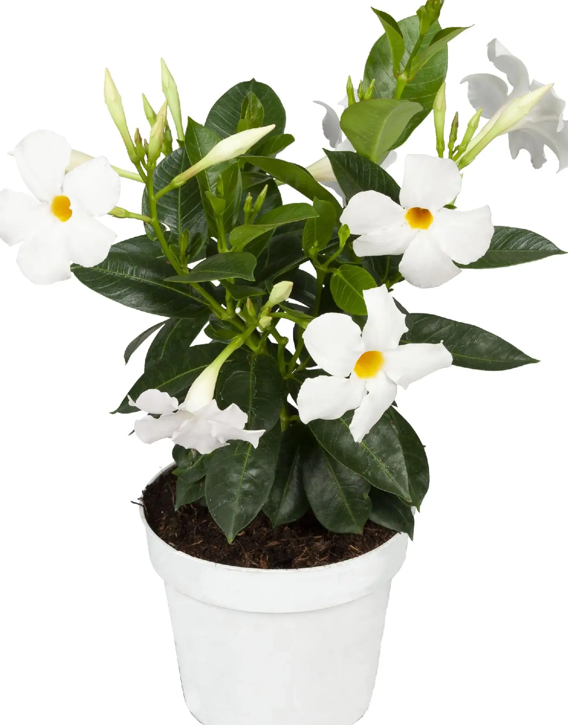 Dipladenie Mandevilla 10,5 cm Topf