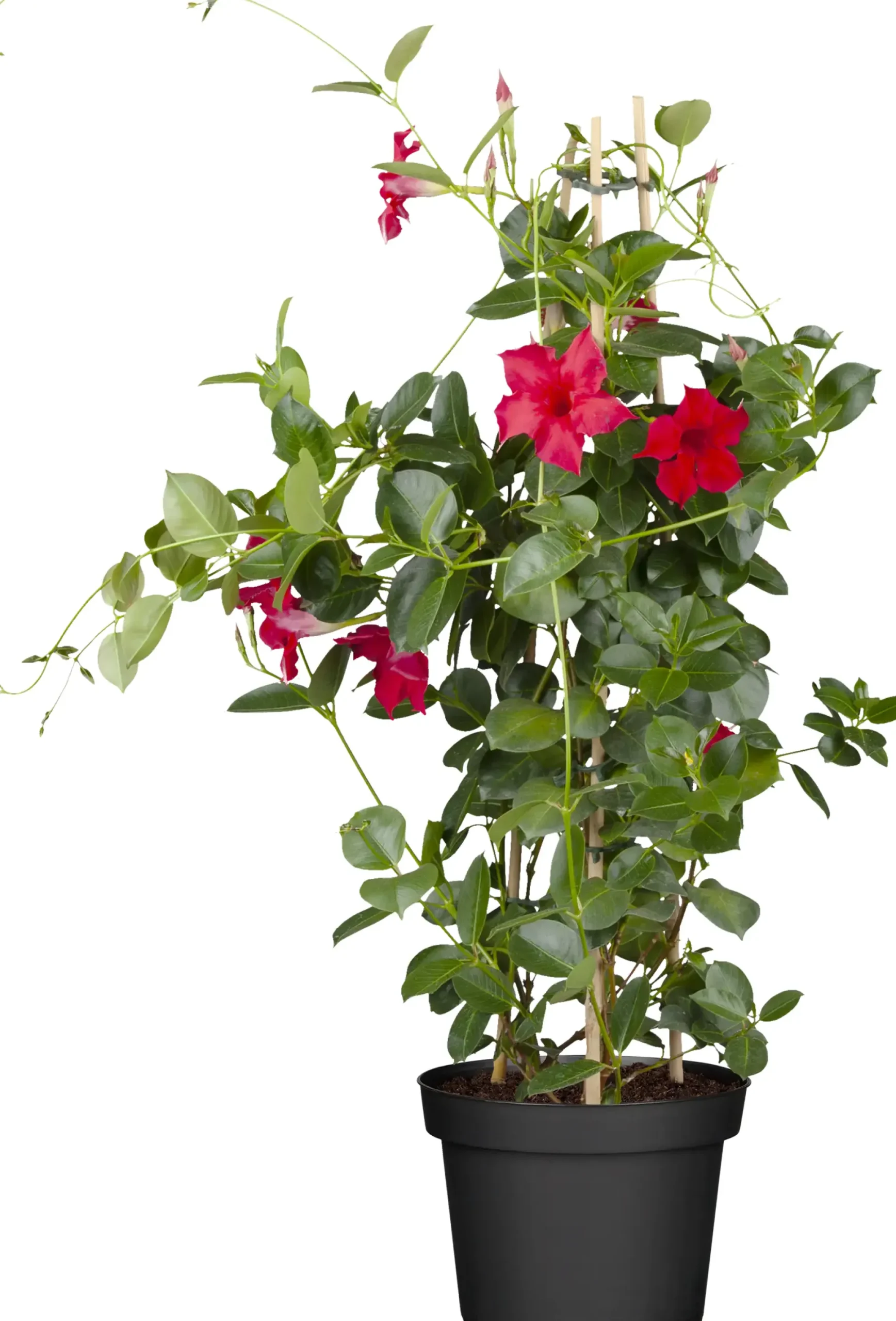 Dipladenie sundaville Pyramide H ca 60 cm 17 cm Topf