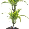 Drachenbaum Dracaena deremensis Lemon Lime H 30/10 cm, 17 cm Topf