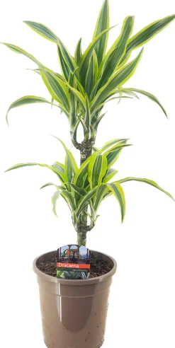 Drachenbaum Dracaena deremensis Lemon Lime H 30/10 cm, 17 cm Topf