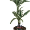 Drachenbaum Dracaena deremensis White Stripe H 30/10 cm, 17 cm Topf