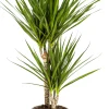 Drachenbaum Dracaena marginata H 60 cm 17 cm Topf