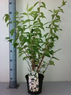 Duftjasmin 3 l Container