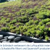 EcoStar Dachrahmen für Gründach Pultdach Typ 1 grau